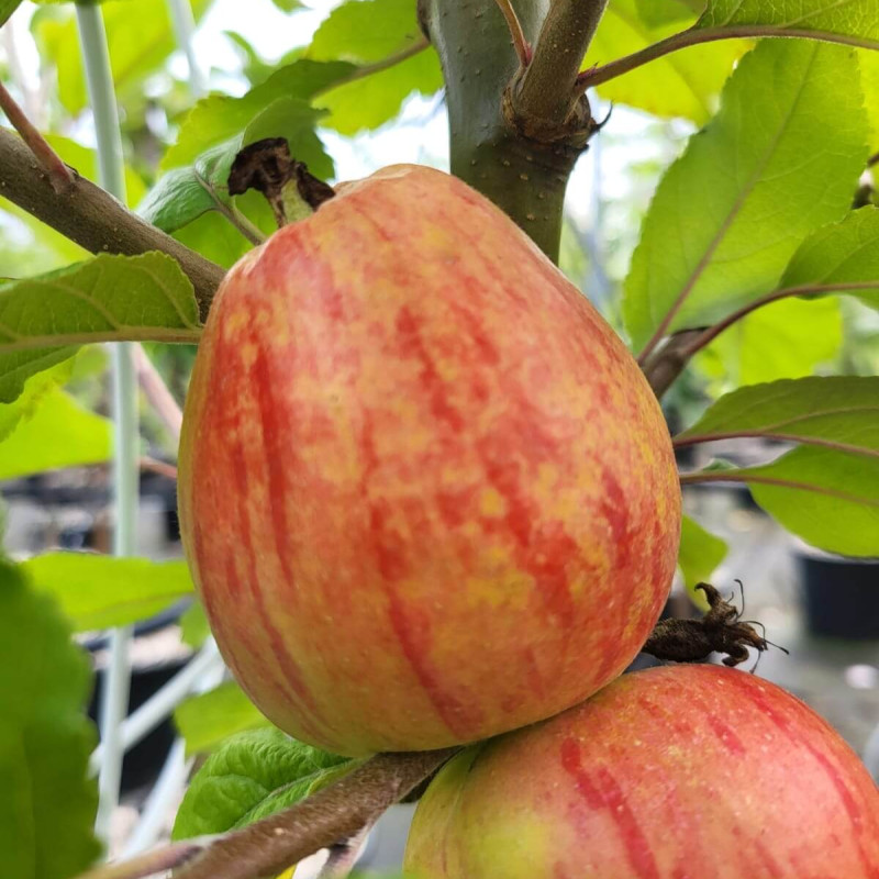 Malus domestica ‘Pigeonnet de Jerusalem’