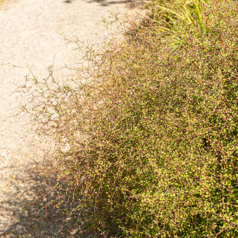 Muehlenbeckia complexa ‘Golden Girl‘