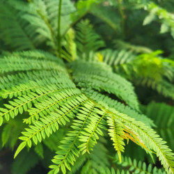 Jacaranda mimosifolia