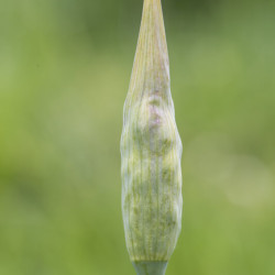 Nectaroscordum siculum