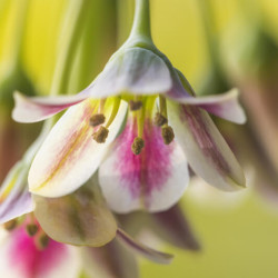 Nectaroscordum siculum