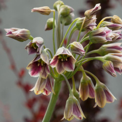 Nectaroscordum siculum