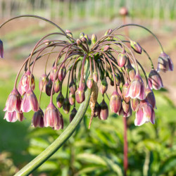 Nectaroscordum siculum