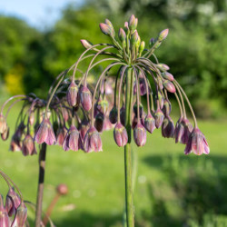 Nectaroscordum siculum