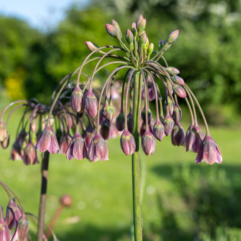 Nectaroscordum siculum