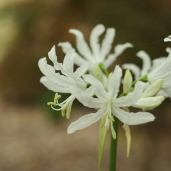 Nerine bowdenii ‘Bianca Perla‘