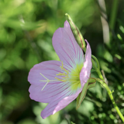 Oenothera speciosa ‘Siskiyou’