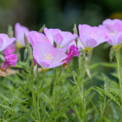 Oenothera speciosa ‘Siskiyou’