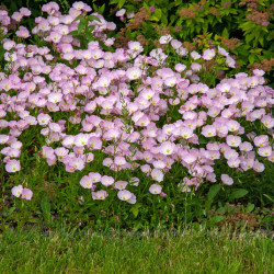 Oenothera speciosa ‘Siskiyou’ - Onagre rose