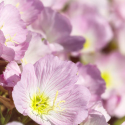 Oenothera speciosa ‘Siskiyou’