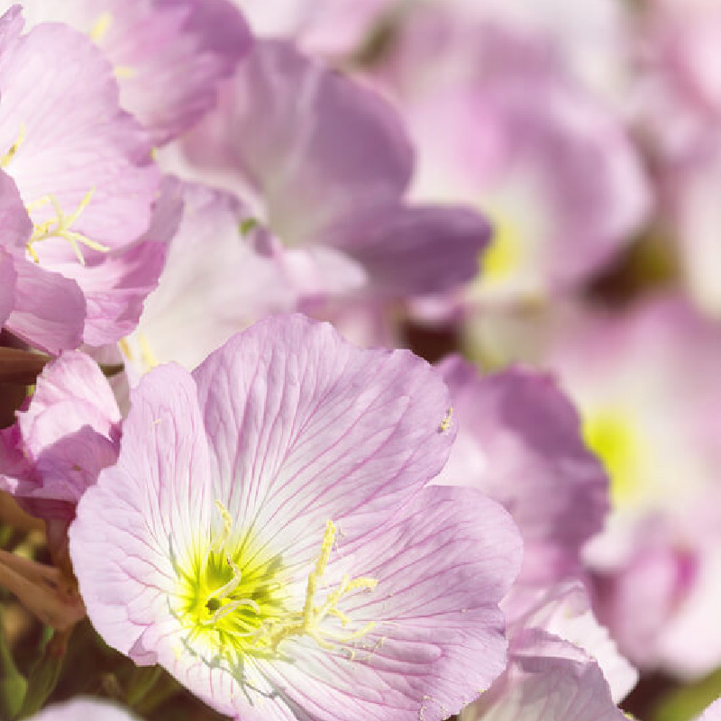 Oenothera speciosa ‘Siskiyou’