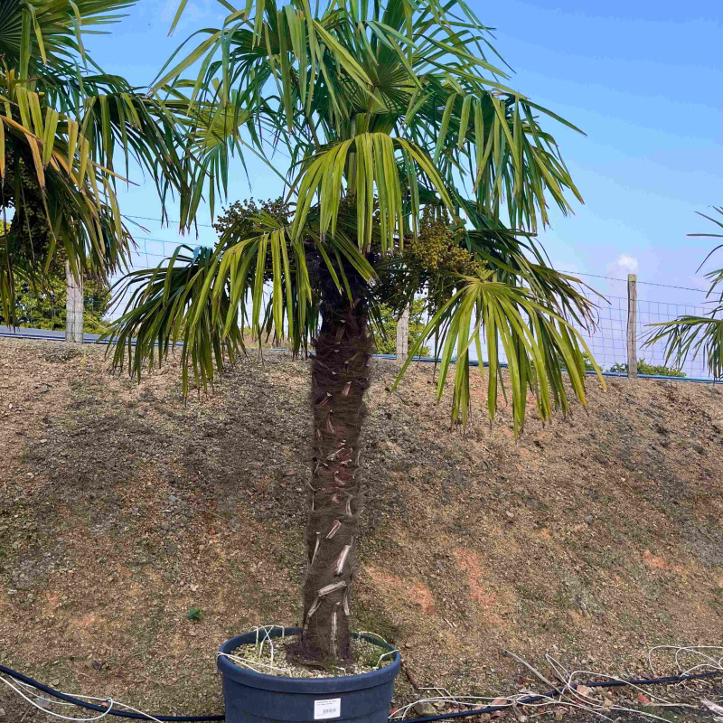 Trachycarpus fortunei (Chamaerops Excelsa) - Palmier de Chine