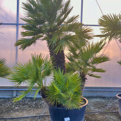 Chamaerops humilis - Palmier nain