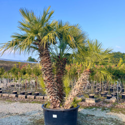 Chamaerops humilis - Palmier nain