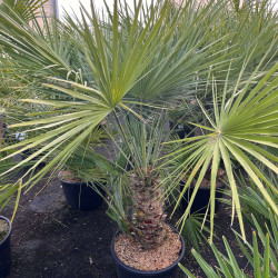 Chamaerops humilis - Palmier nain