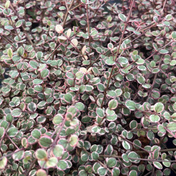 Lophomyrtus ralphii ‘Little Star‘