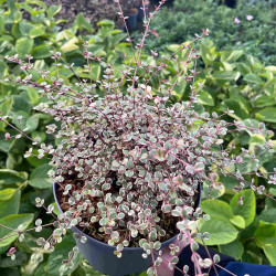 Lophomyrtus ralphii ‘Little Star‘