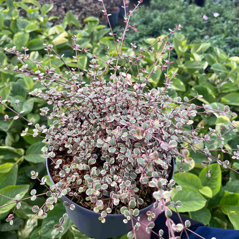 Lophomyrtus ralphii ‘Little Star‘