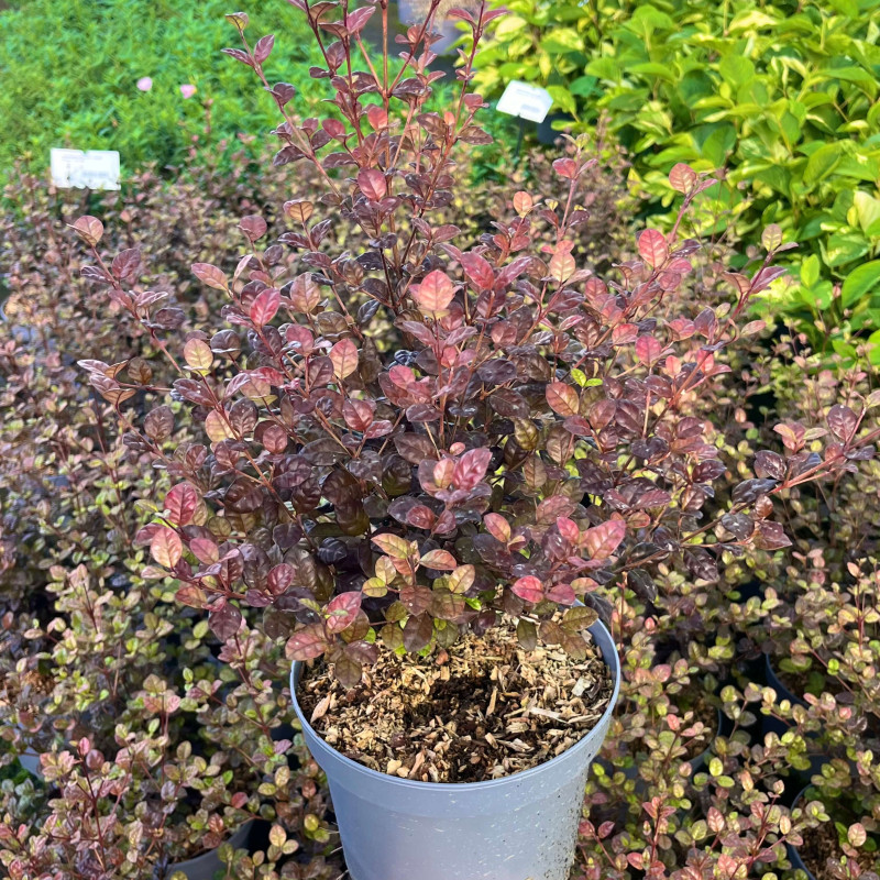 Lophomyrtus ralphii ‘Pixie‘