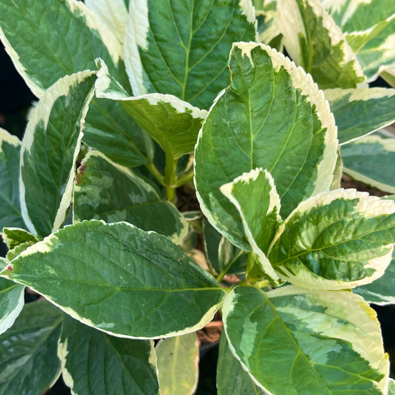 Hydrangea macrophylla ‘Tricolor’