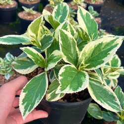 Hydrangea macrophylla ‘Tricolor’