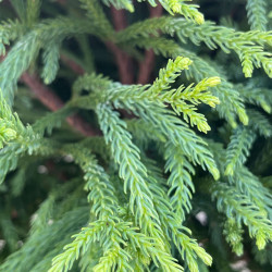 Cryptomeria japonica