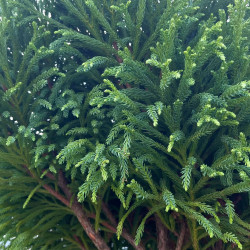 Cryptomeria japonica