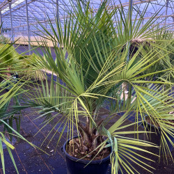 Butia capitata - Palmier