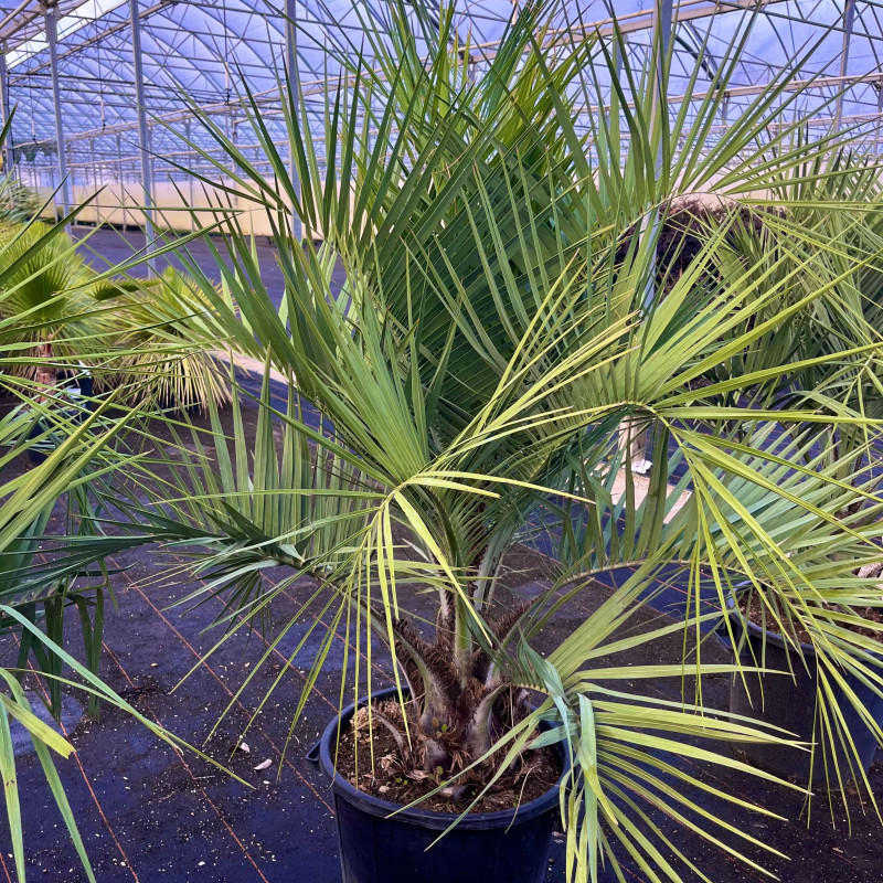 Butia capitata - Palmier