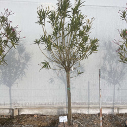 Nerium oleander (blanc)