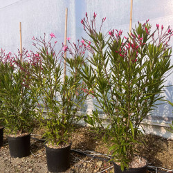 Nerium oleander (rose) - Laurier rose