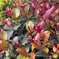 Eugenia myrtifolia ‘Etna Fire‘