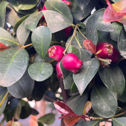 Eugenia myrtifolia ‘Etna Fire‘