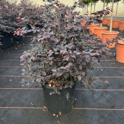 Loropetalum chinense ‘Black Pearl’