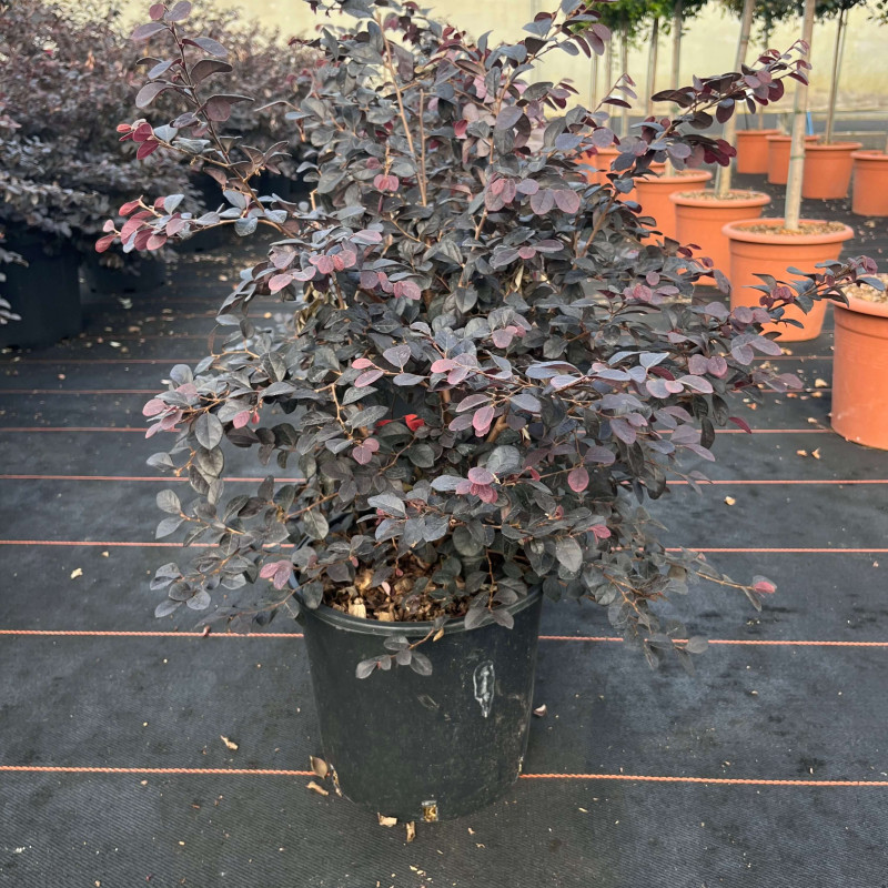 Loropetalum chinense ‘Black Pearl’