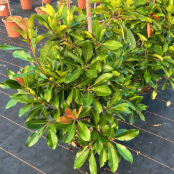 Eriobotrya japonica ‘Coppertone’