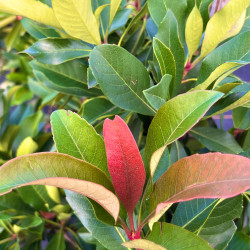 Eriobotrya japonica ‘Coppertone’