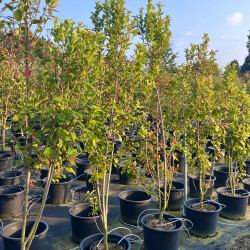 Amelanchier canadensis ‘October Flame‘