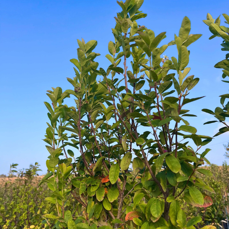 Amelanchier canadensis ‘October Flame‘