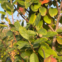 Amelanchier canadensis ‘October Flame‘