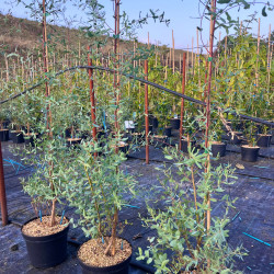 Eucalyptus gunnii ‘France Bleu‘ ® - ‘Rengun’ - Gommier cidre