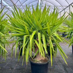 Yucca elephantipes