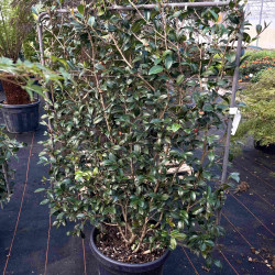 Camellia sasanqua ‘Yuletide‘