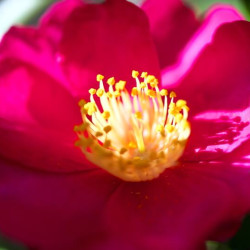 Camellia sasanqua ‘Yuletide‘