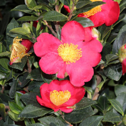 Camellia sasanqua ‘Yuletide‘