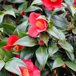 Camellia sasanqua ‘Yuletide‘