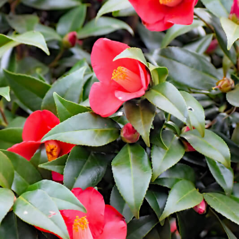 Camellia sasanqua ‘Yuletide‘