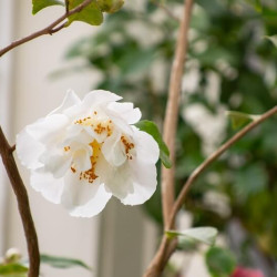 Camellia sasanqua ‘Hino de Gumo‘