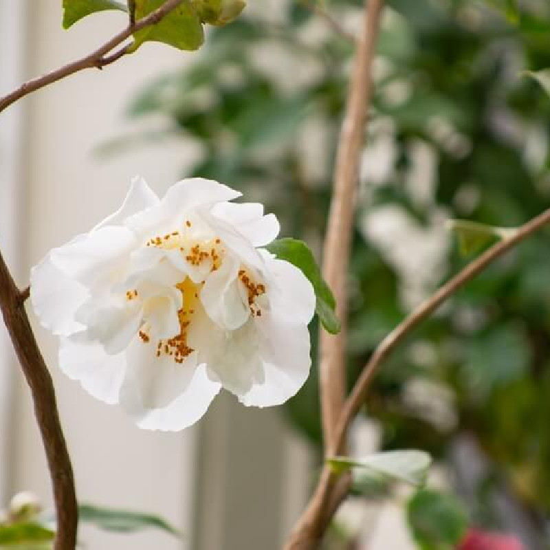 Camellia sasanqua ‘Hino de Gumo‘