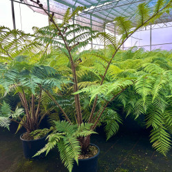 Cyathea cooperi